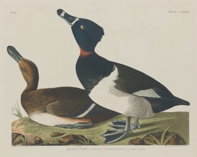 Porrón moñudo de Robert Havell