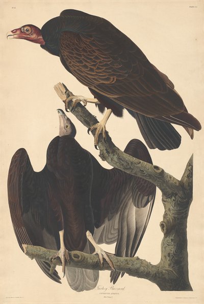 Buitre de Turquía, 1832 de Robert Havell