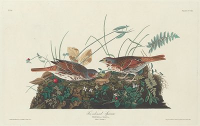 Gorrión bicolor, 1831 de Robert Havell