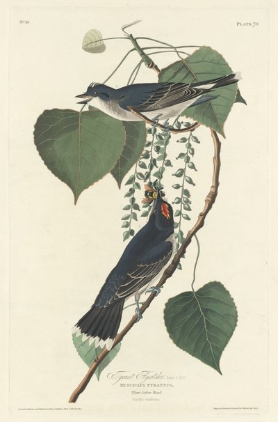 Atrapamoscas tirano, 1830 de Robert Havell