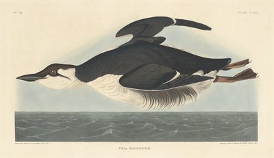 Uria Brunnichii de Robert Havell
