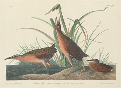 Rascón de Virginia, 1834 de Robert Havell