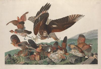 Perdiz de Virginia, 1830 de Robert Havell