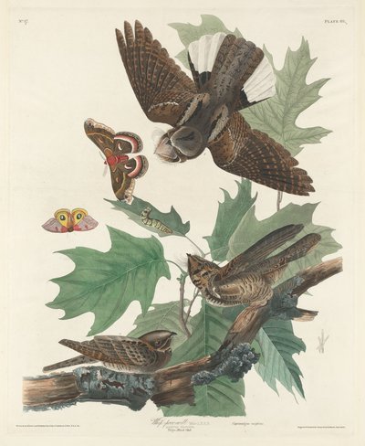 Chotacabras, 1830 de Robert Havell