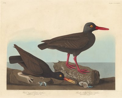 Ostrero de patas blancas y ostrero de pico delgado, 1838 de Robert Havell