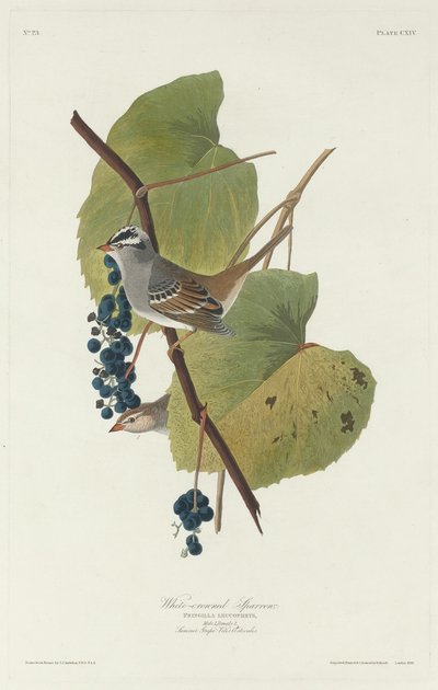 Gorrión de corona blanca, 1831 de Robert Havell