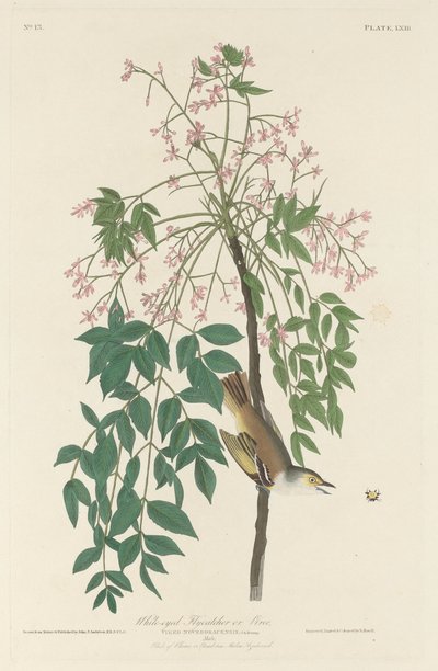 Atrapamoscas de ojos blancos, 1829 de Robert Havell