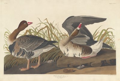 Ganso de frente blanca, 1836 de Robert Havell
