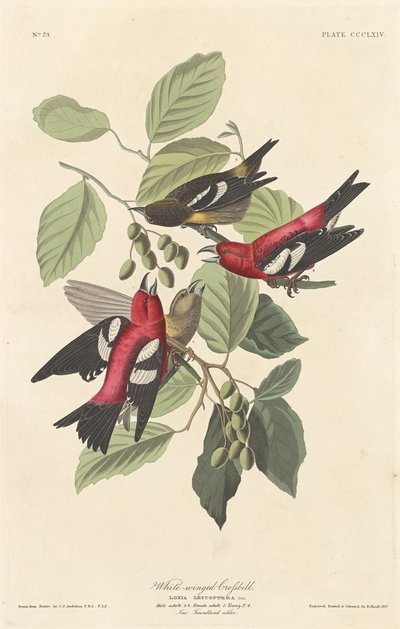 Piquituerto Alas Blancas de Robert Havell