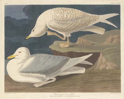 Gaviota Plateada de Alas Blancas de Robert Havell