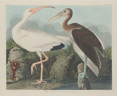 Ibis Blanco, 1834 de Robert Havell