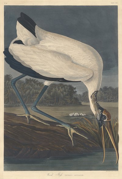 Ibis de Madera, 1834 de Robert Havell