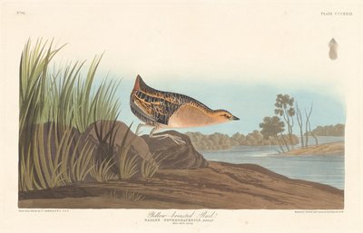 Rascón pechiamarillo, 1836 de Robert Havell