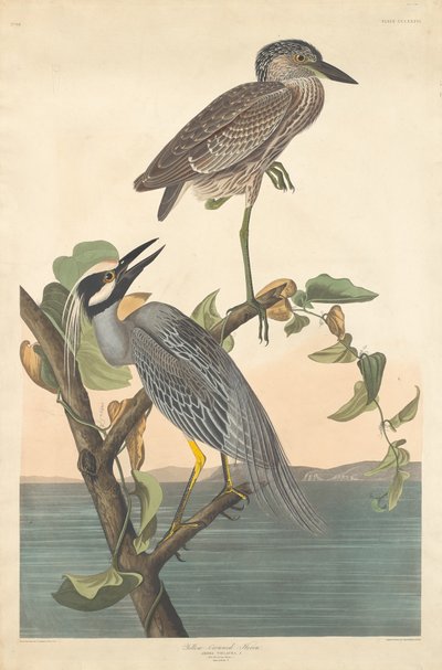Garza coronada amarilla, 1836 de Robert Havell