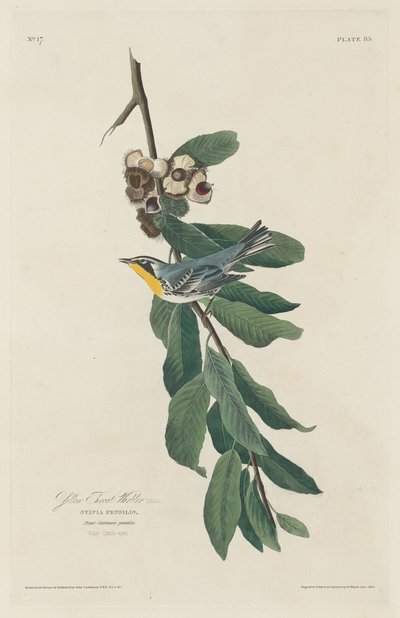 Reinita de garganta amarilla de Robert Havell