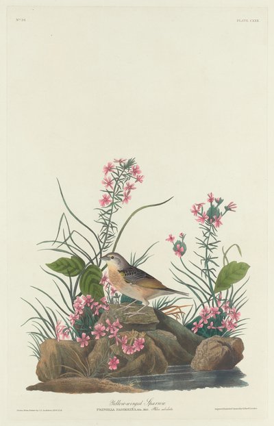 Gorrión de alas amarillas, 1832 de Robert Havell