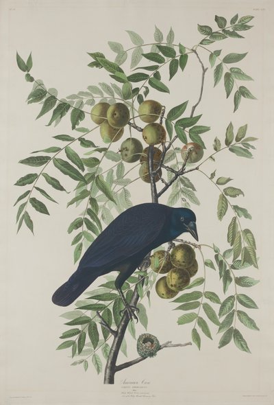 Cuervo Americano de Robert Havell after John James Audubon