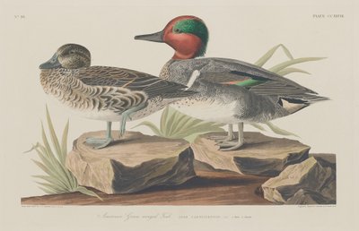 Cerceta de alas verdes americana de Robert Havell after John James Audubon