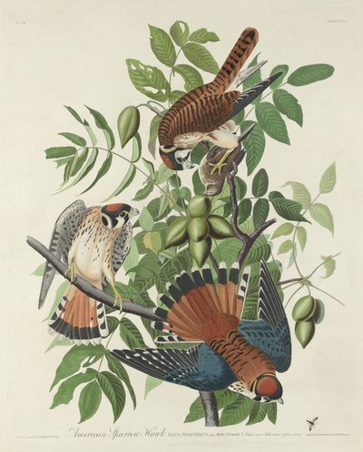 Halcón Gorrión Americano de Robert Havell after John James Audubon