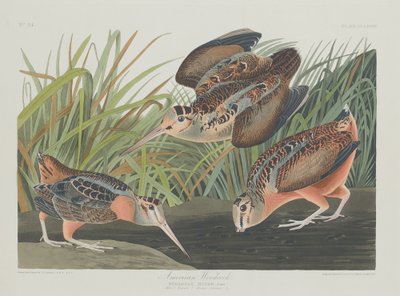 Agachadiza americana de Robert Havell after John James Audubon