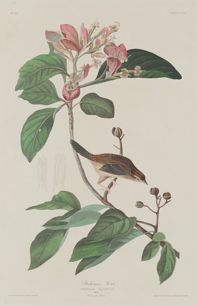 Pinzón de Bachman de Robert Havell after John James Audubon