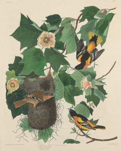 Oriol de Baltimore de Robert Havell after John James Audubon