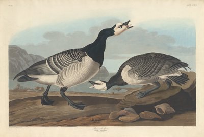 Ganso de Barnacla de Robert Havell after John James Audubon