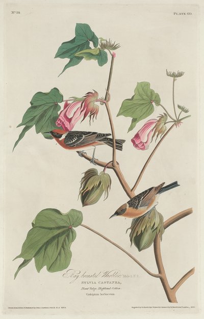 Reinita de pecho castaño de Robert Havell after John James Audubon