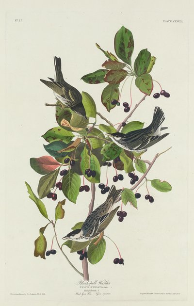 Reinita de Black-Pool de Robert Havell after John James Audubon