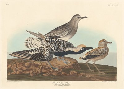 Chorlito ventrinegro de Robert Havell after John James Audubon