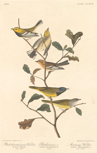 Reinita de Garganta Negra, Reinita de Blackburn y Reinita Enlutada de Robert Havell after John James Audubon