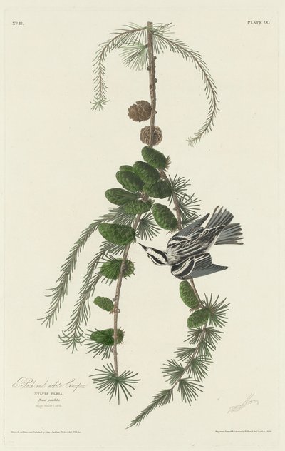 Trepador blanco y negro de Robert Havell after John James Audubon