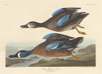 Cerceta de alas azules de Robert Havell after John James Audubon