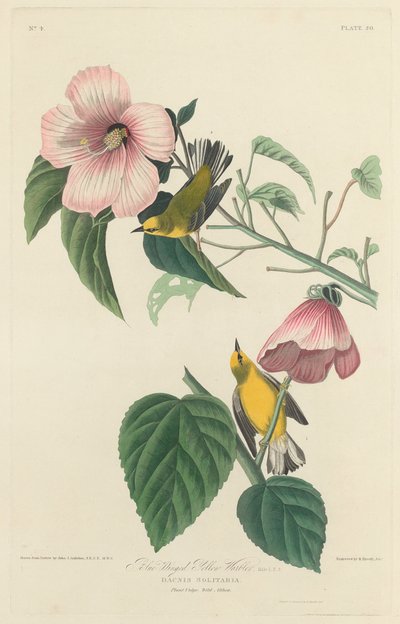 Reinita amarilla de alas azules de Robert Havell after John James Audubon