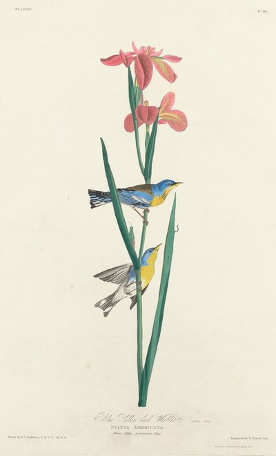 Reinita de espalda azul y amarilla de Robert Havell after John James Audubon