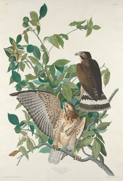 Halcón de alas anchas de Robert Havell after John James Audubon