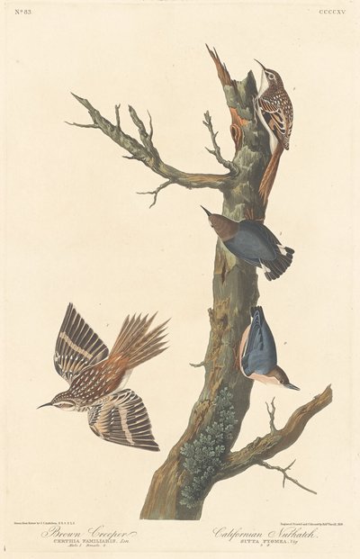 Trepador marrón y Sitta de California de Robert Havell after John James Audubon