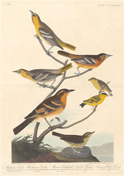 Bolsero de Bullock, bolsero de Baltimore, jilguero mexicano y zorzal variado de Robert Havell after John James Audubon