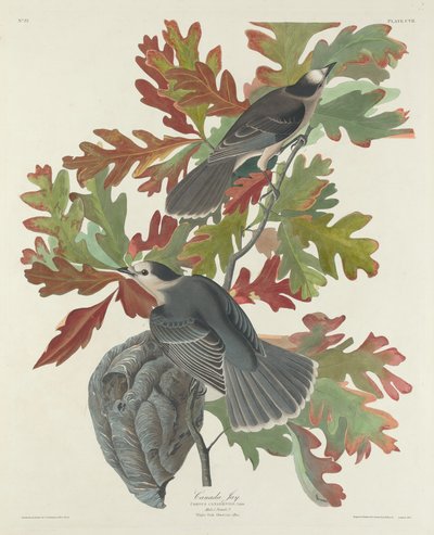 Arrendajo canadiense de Robert Havell after John James Audubon