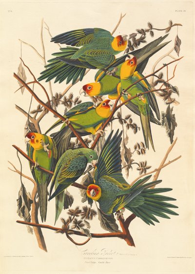 Loro de Carolina de Robert Havell after John James Audubon