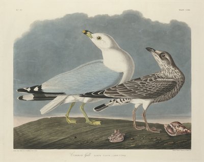 Gaviota común de Robert Havell after John James Audubon