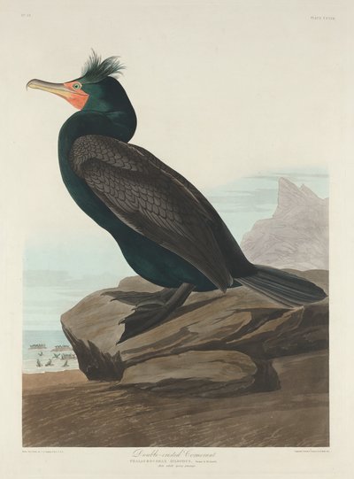 Cormorán de doble cresta de Robert Havell after John James Audubon