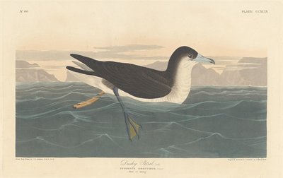 Petrel Oscuro de Robert Havell after John James Audubon