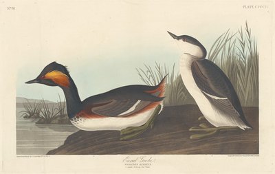 Zampullín Cuellinegro de Robert Havell after John James Audubon
