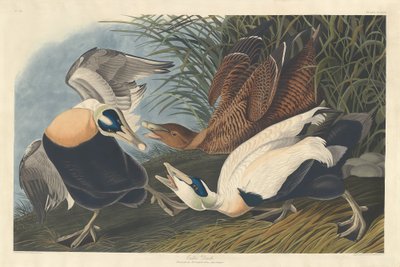 Pato eider de Robert Havell after John James Audubon
