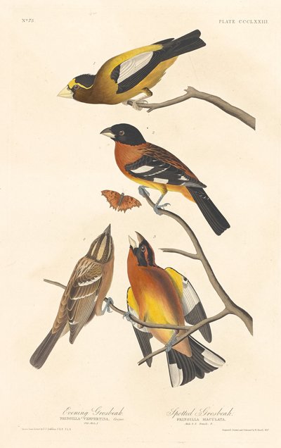 Picogordo vespertino y picogordo moteado de Robert Havell after John James Audubon