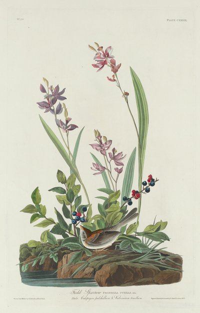 Gorrión de campo de Robert Havell after John James Audubon