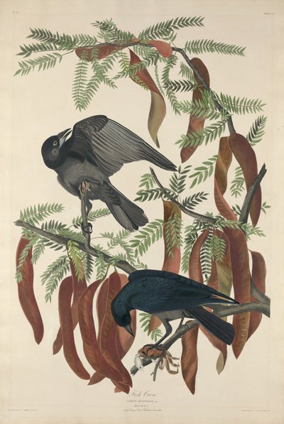 Cuervo pescador de Robert Havell after John James Audubon