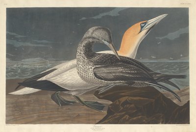 Alcatraz de Robert Havell after John James Audubon