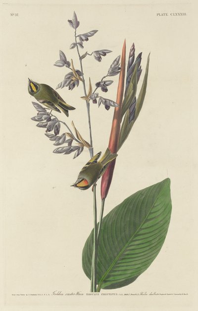 Reyezuelo crestado de Robert Havell after John James Audubon